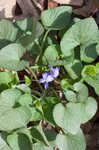 Northern woodland violet